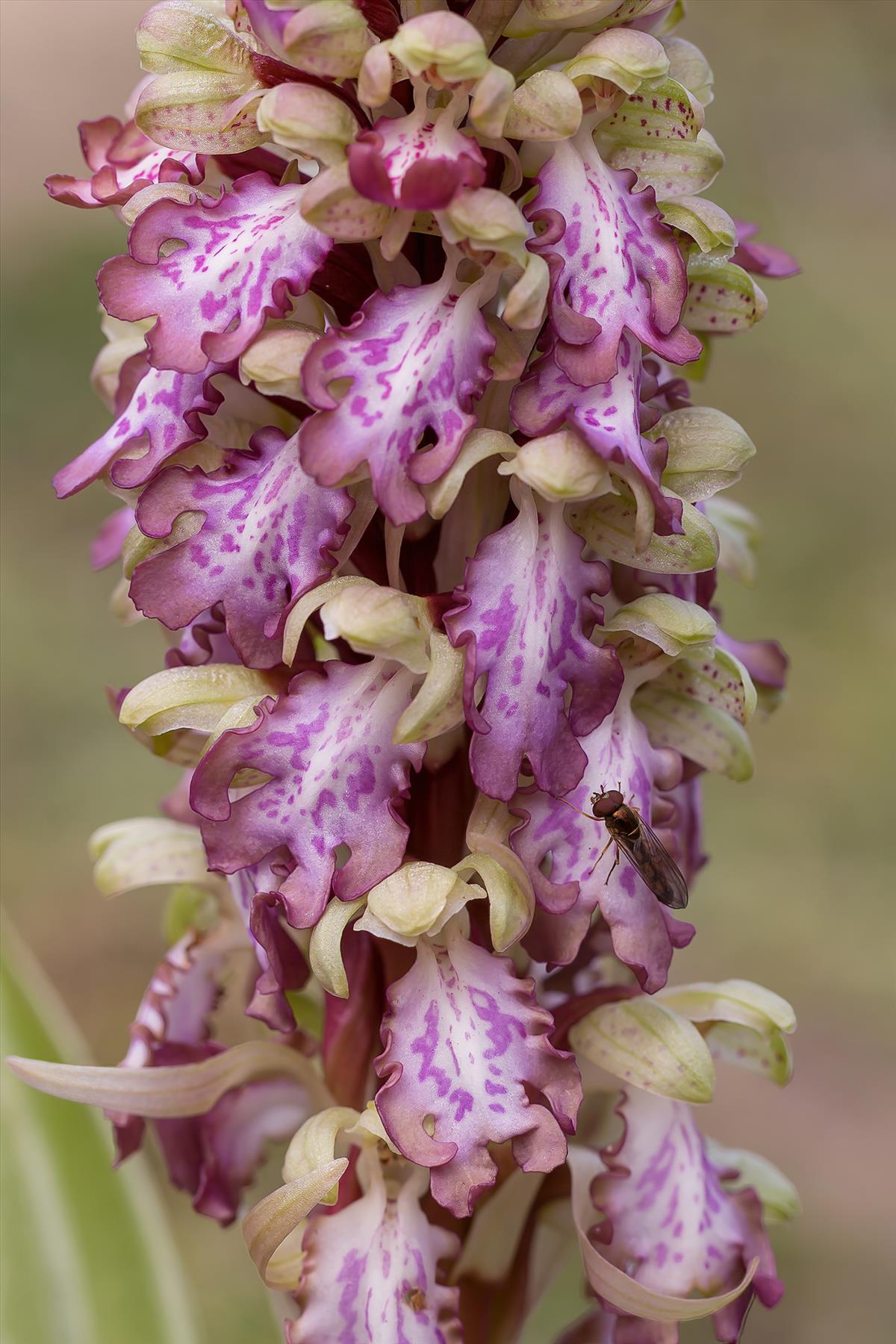 Himantoglossum robertianum (door Bert Blok)