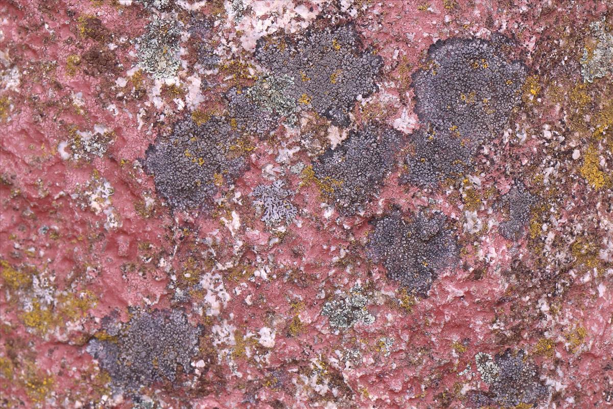 Rinodina aspersa (door Niek Schrier)