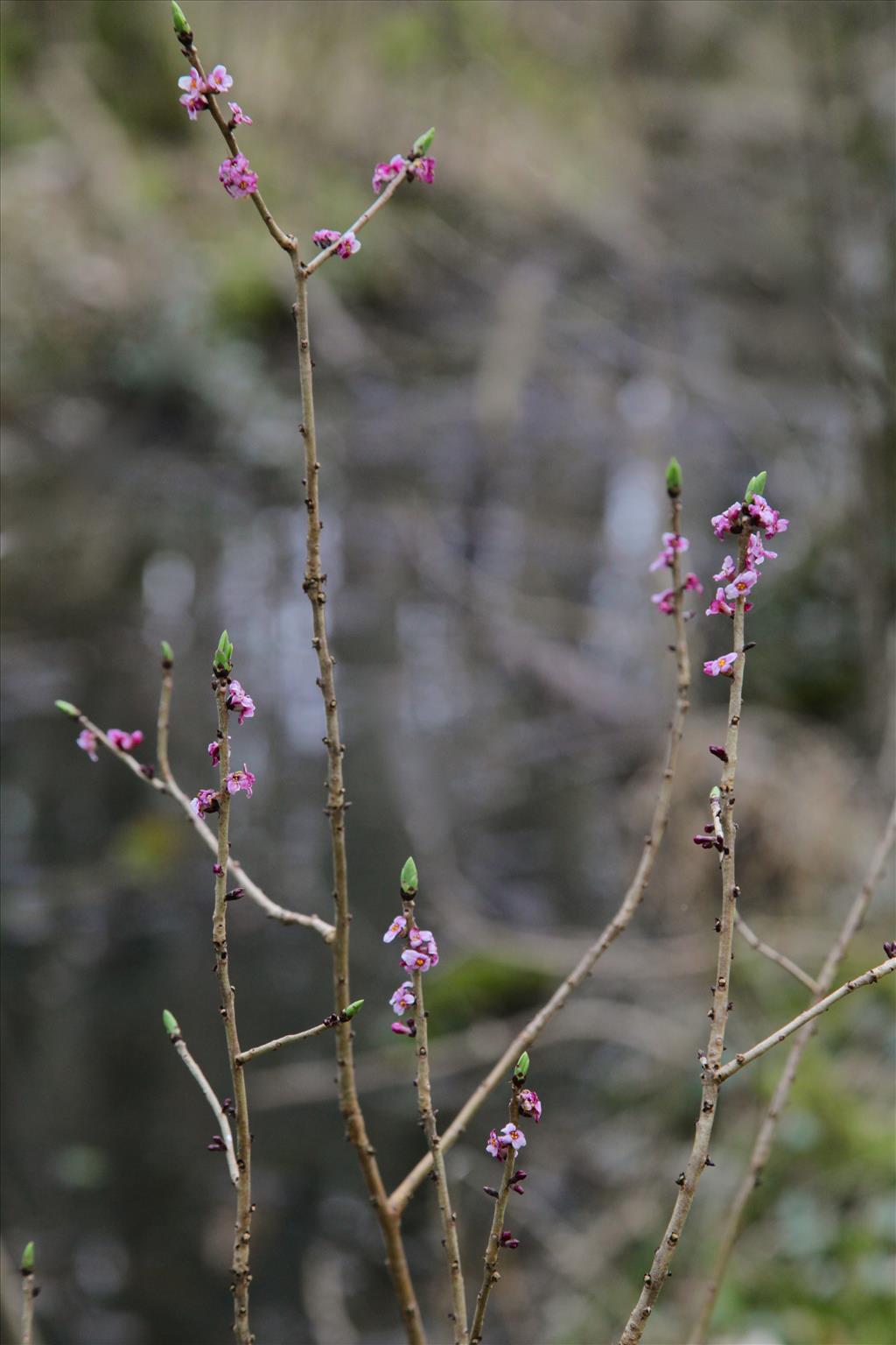 Daphne mezereum (door Jelle Hofstra)