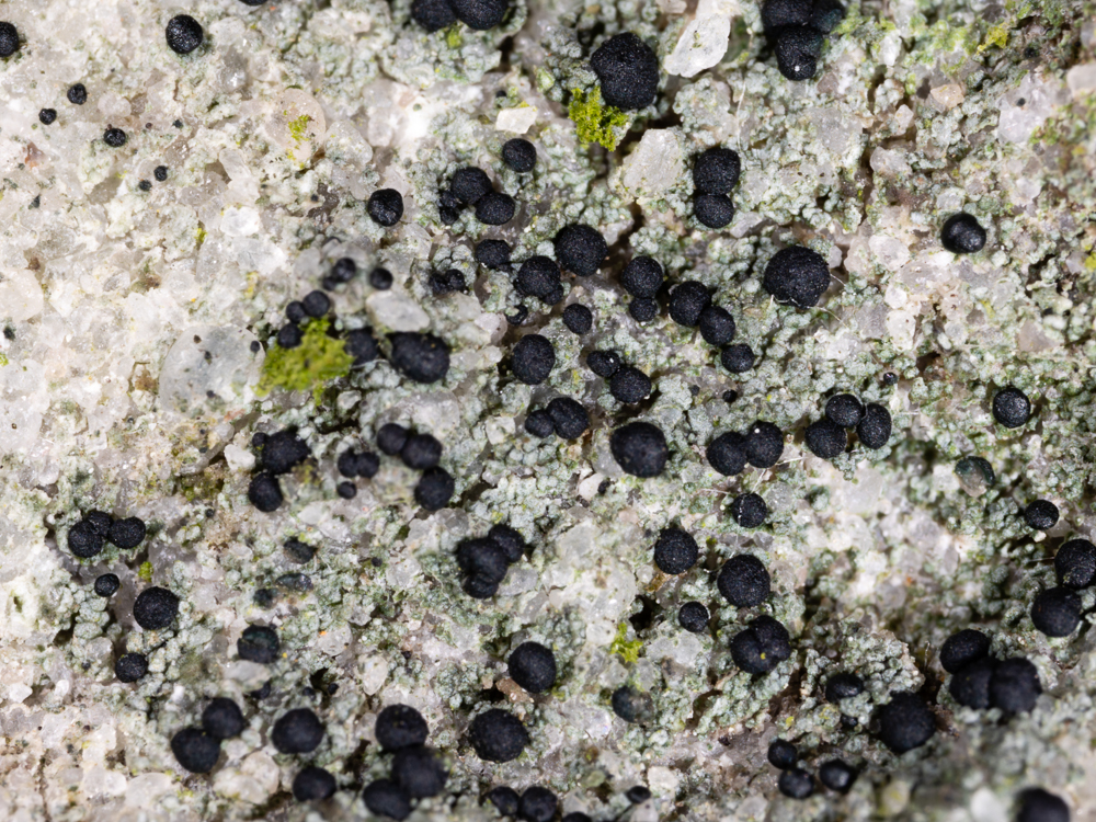 Micarea lignaria (door Matthijs Molenaar)