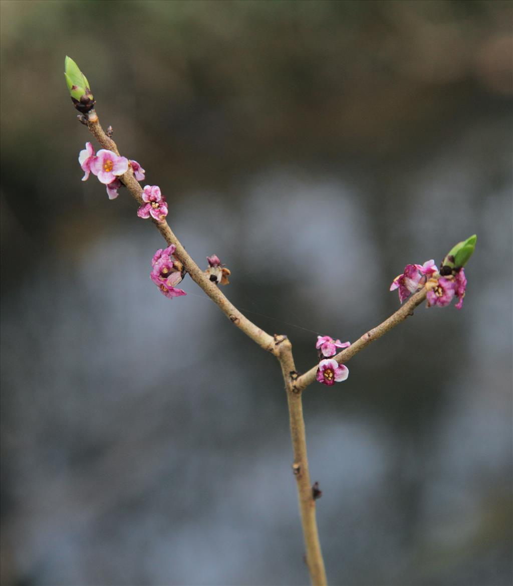 Daphne mezereum (door Jelle Hofstra)