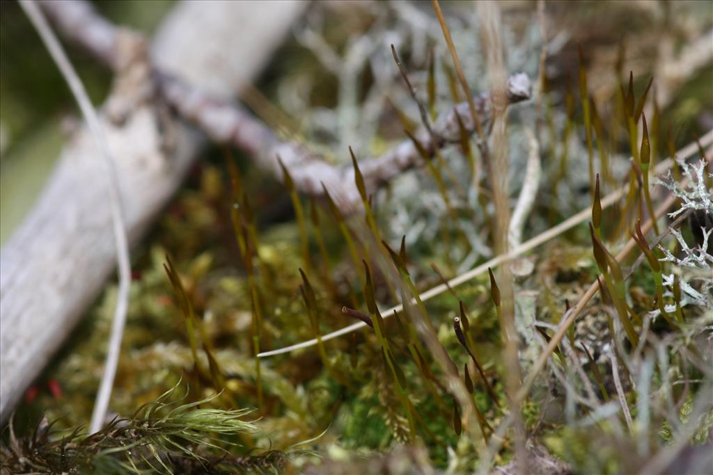 Tortula subulata (door Hans Meijer)