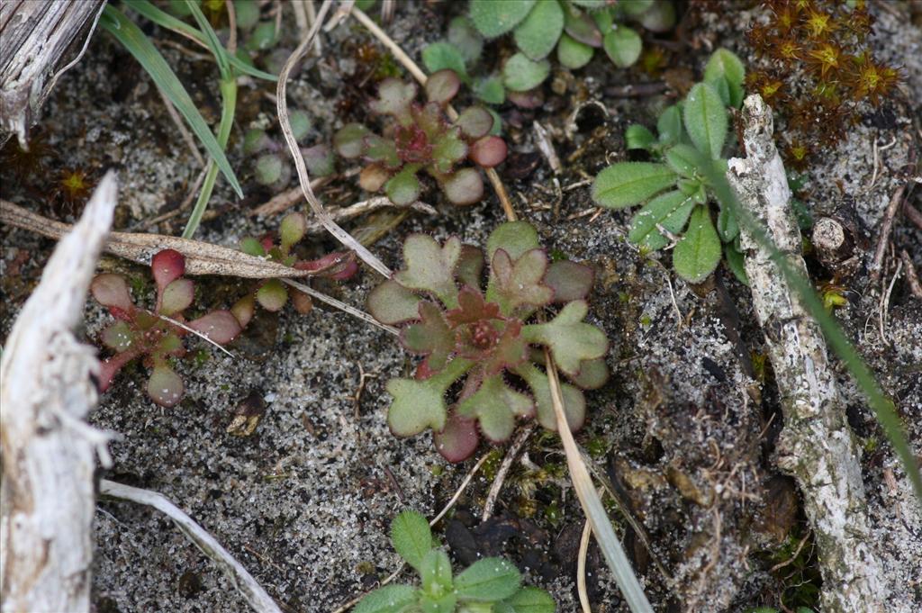 Saxifraga tridactylites (door Hans Meijer)