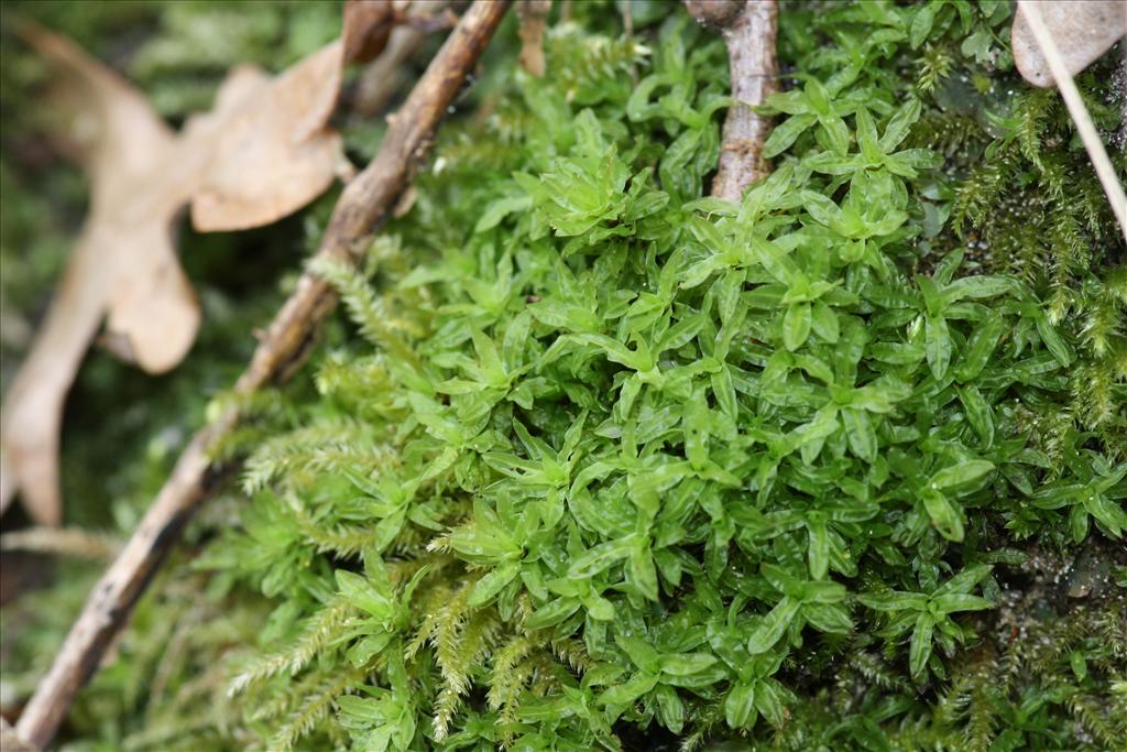 Encalypta streptocarpa (door Hans Meijer)