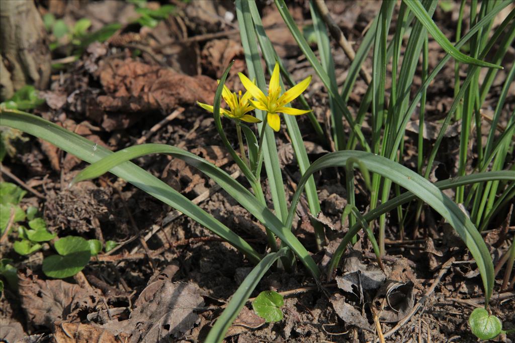 Gagea pratensis (door Jelle Hofstra)