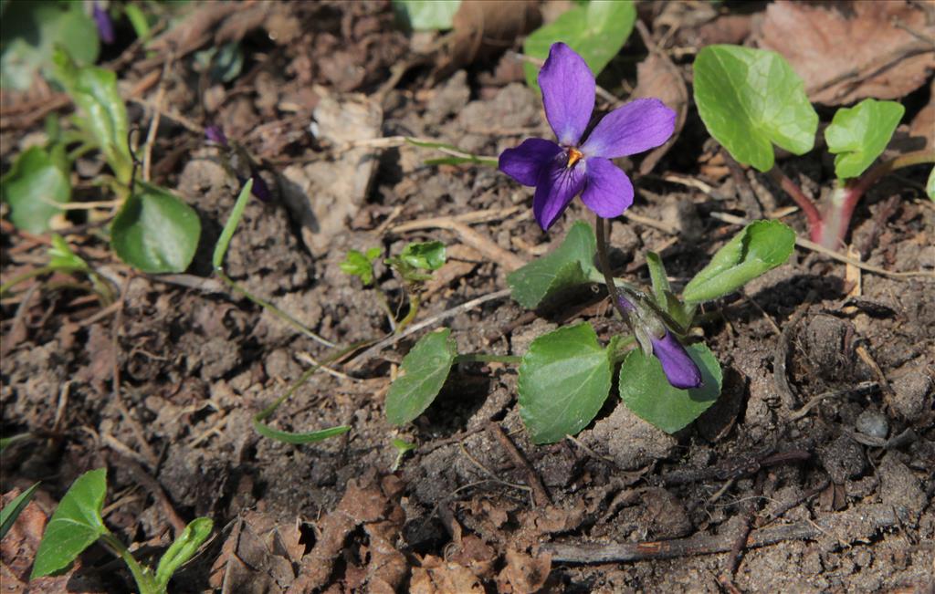 Viola odorata (door Jelle Hofstra)