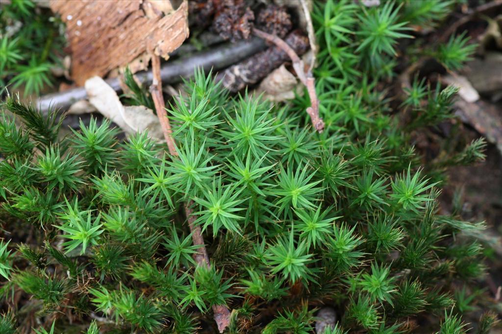 Polytrichum formosum (door Hans Meijer)