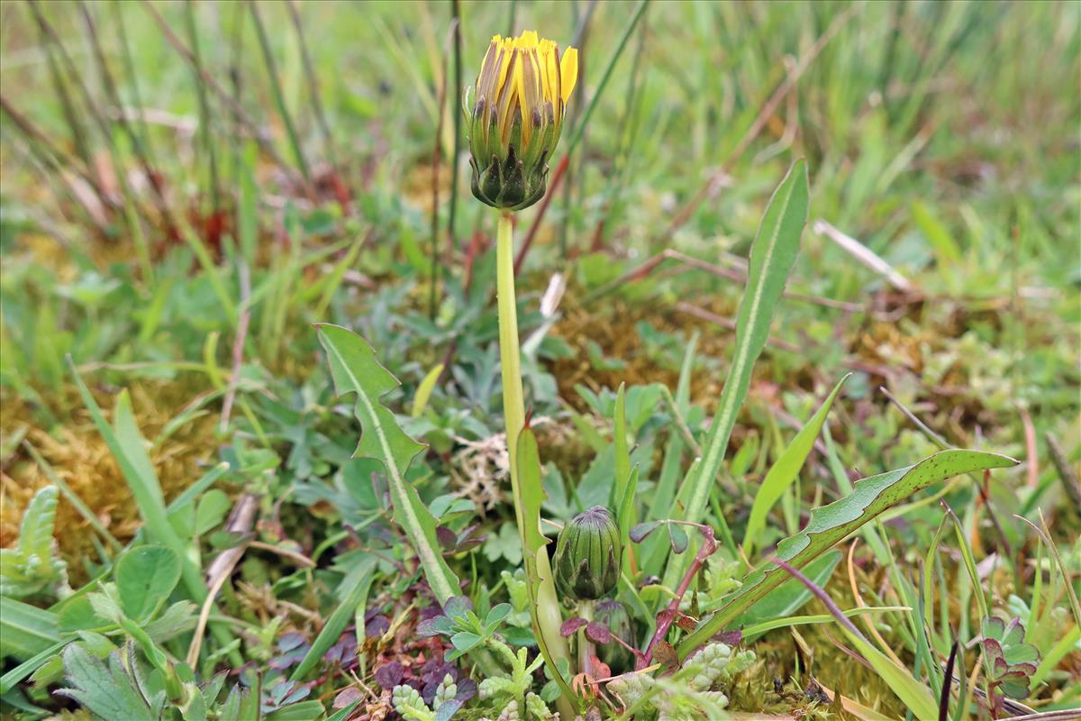 Taraxacum hollandicum (door Otto Zijlstra)