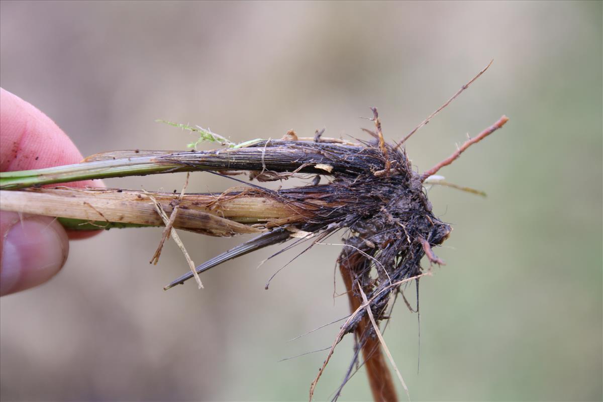 Carex vulpina (door Stef van Walsum)