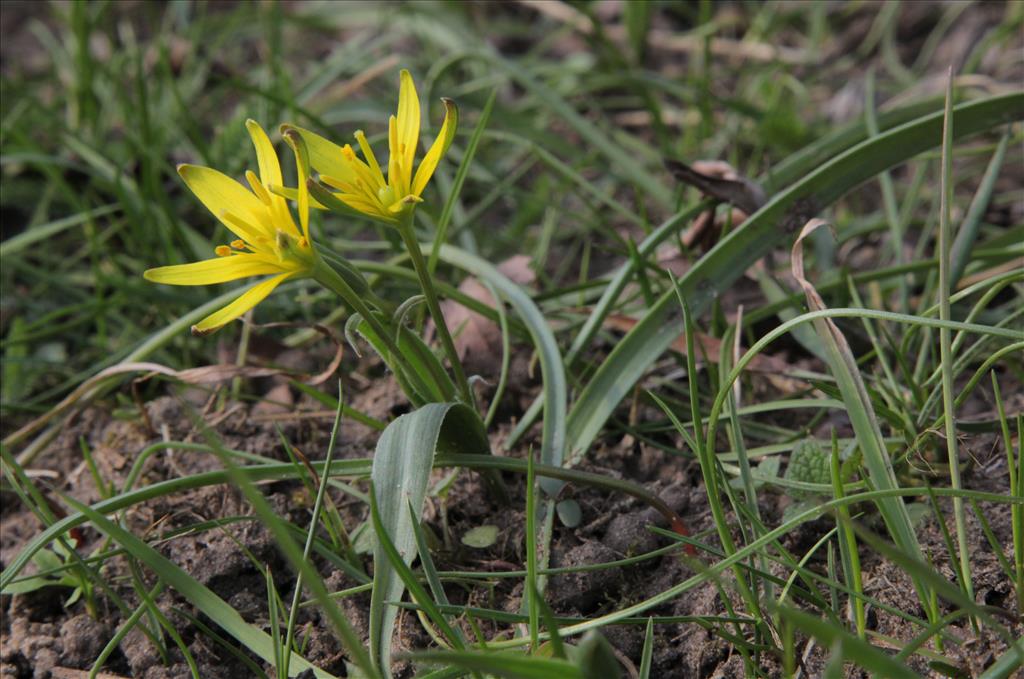 Gagea pratensis (door Jelle Hofstra)