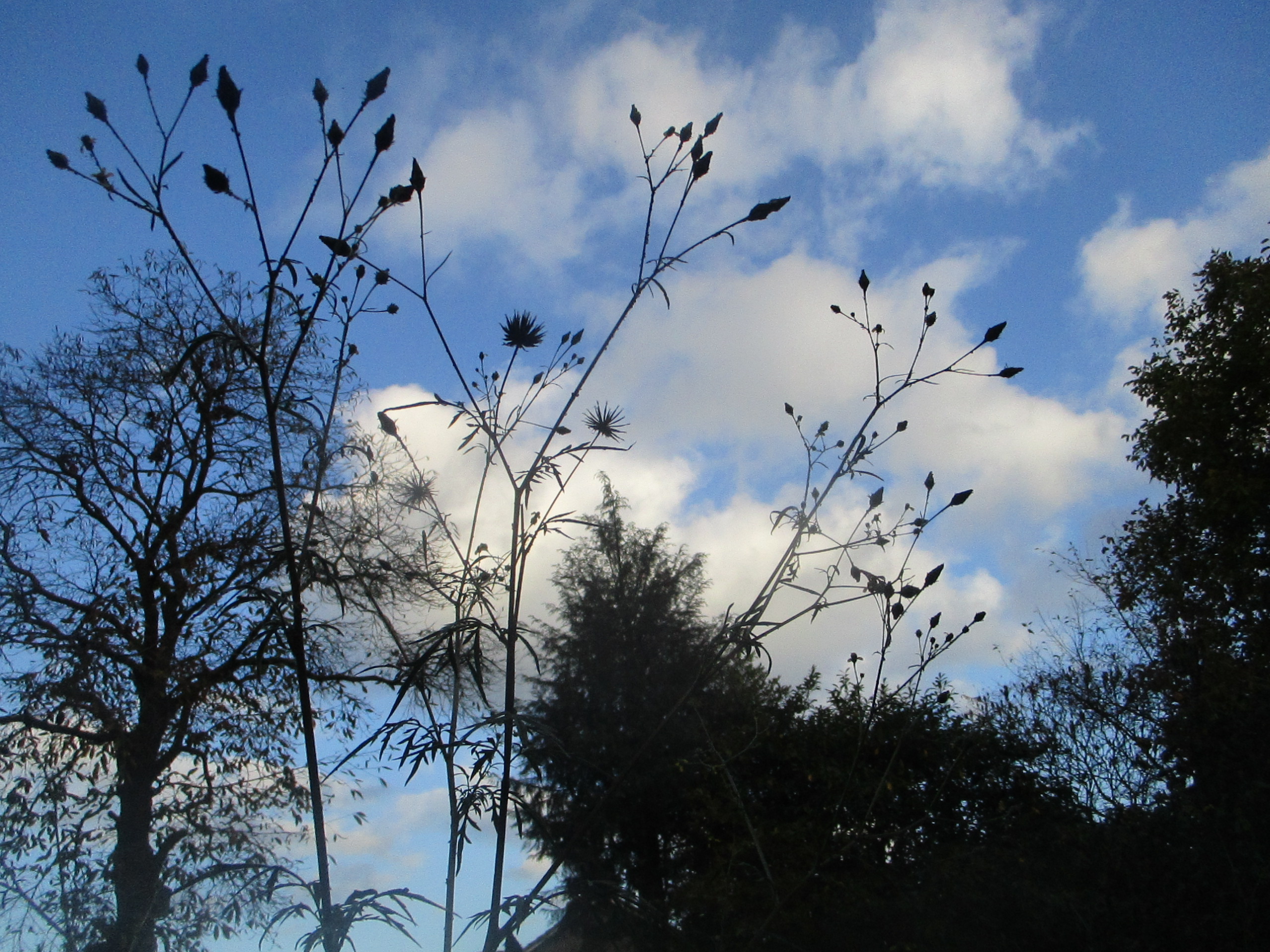 Bidens subalternans (door Toon Verrijdt)