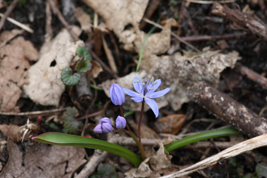 Scilla bifolia (door Hans Meijer)