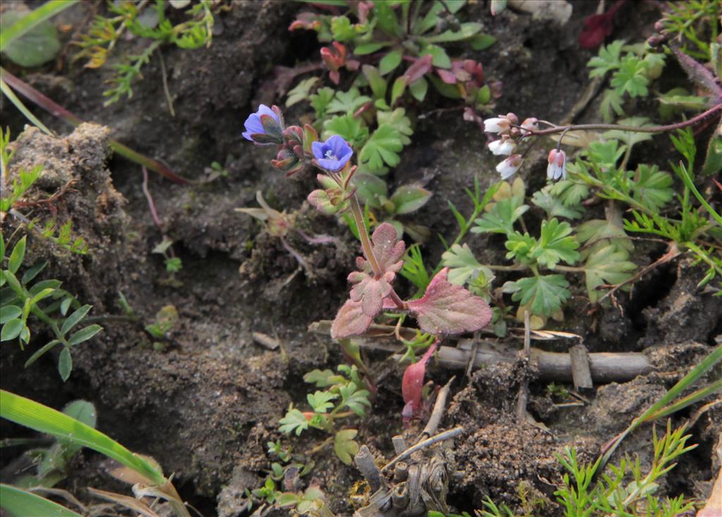 Veronica triphyllos (door Jelle Hofstra)