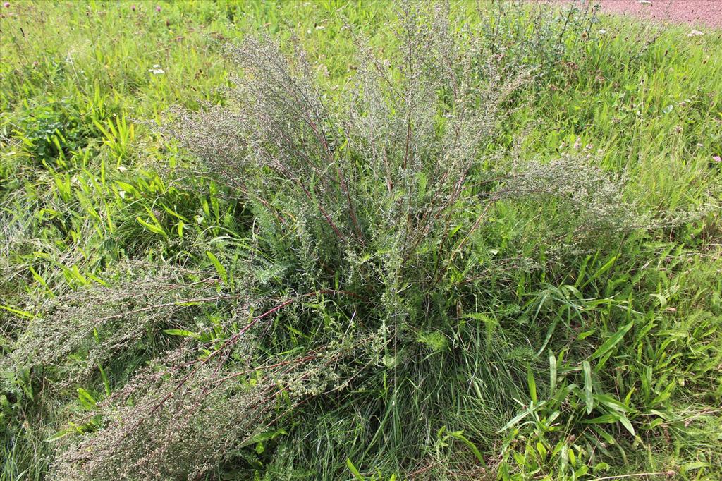 Artemisia campestris subsp. campestris (door Niels Eimers)