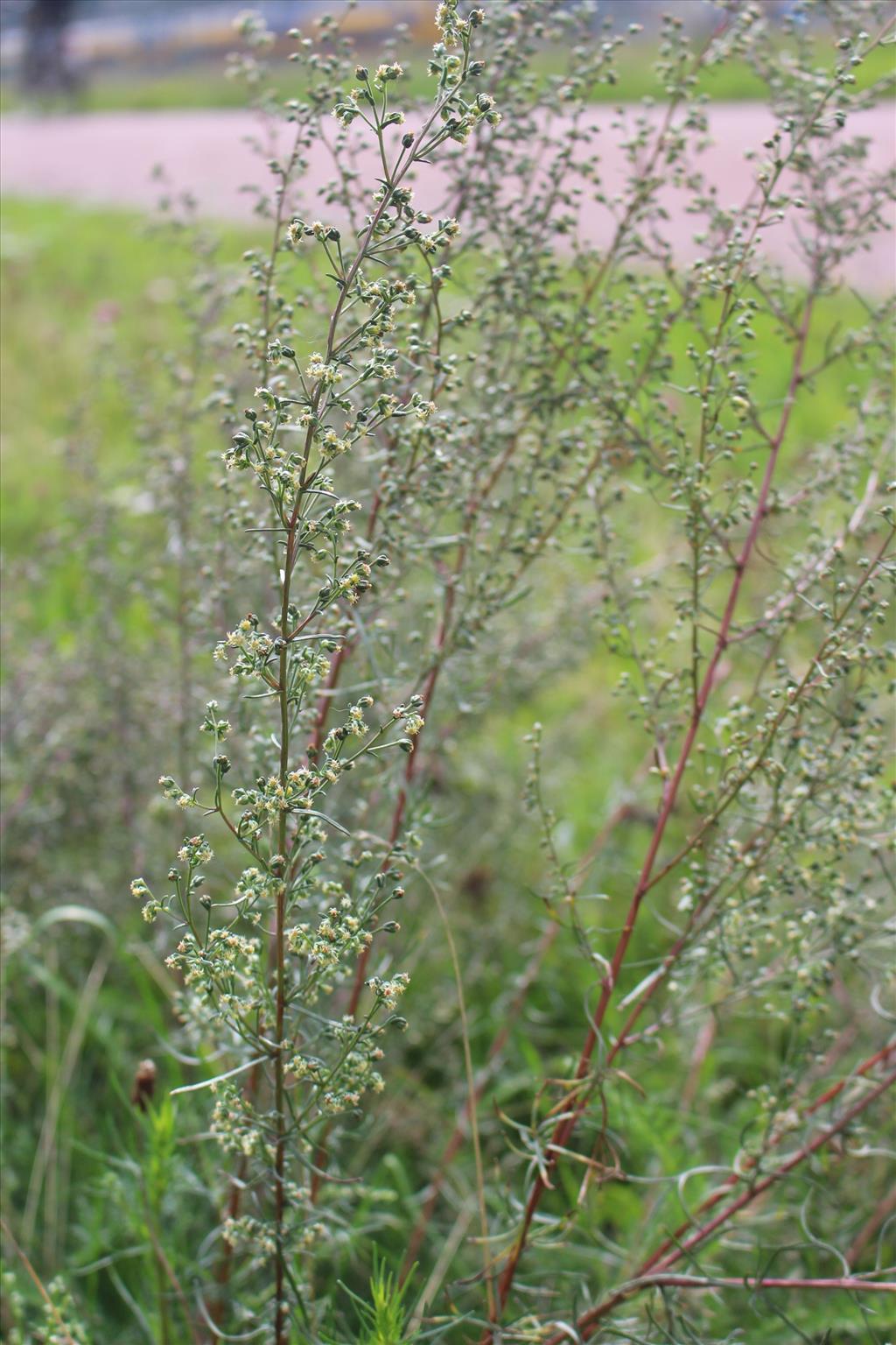 Artemisia campestris subsp. campestris (door Niels Eimers)