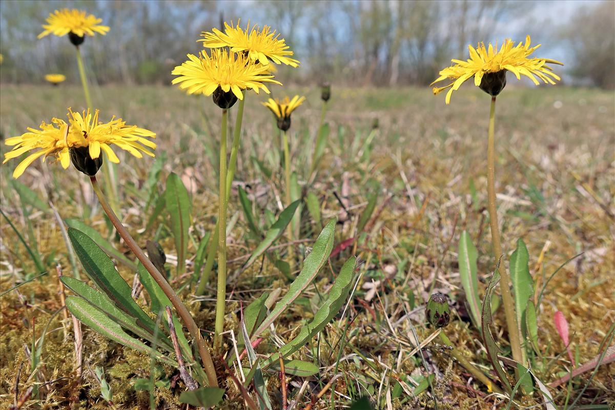 Taraxacum hollandicum (door Otto Zijlstra)