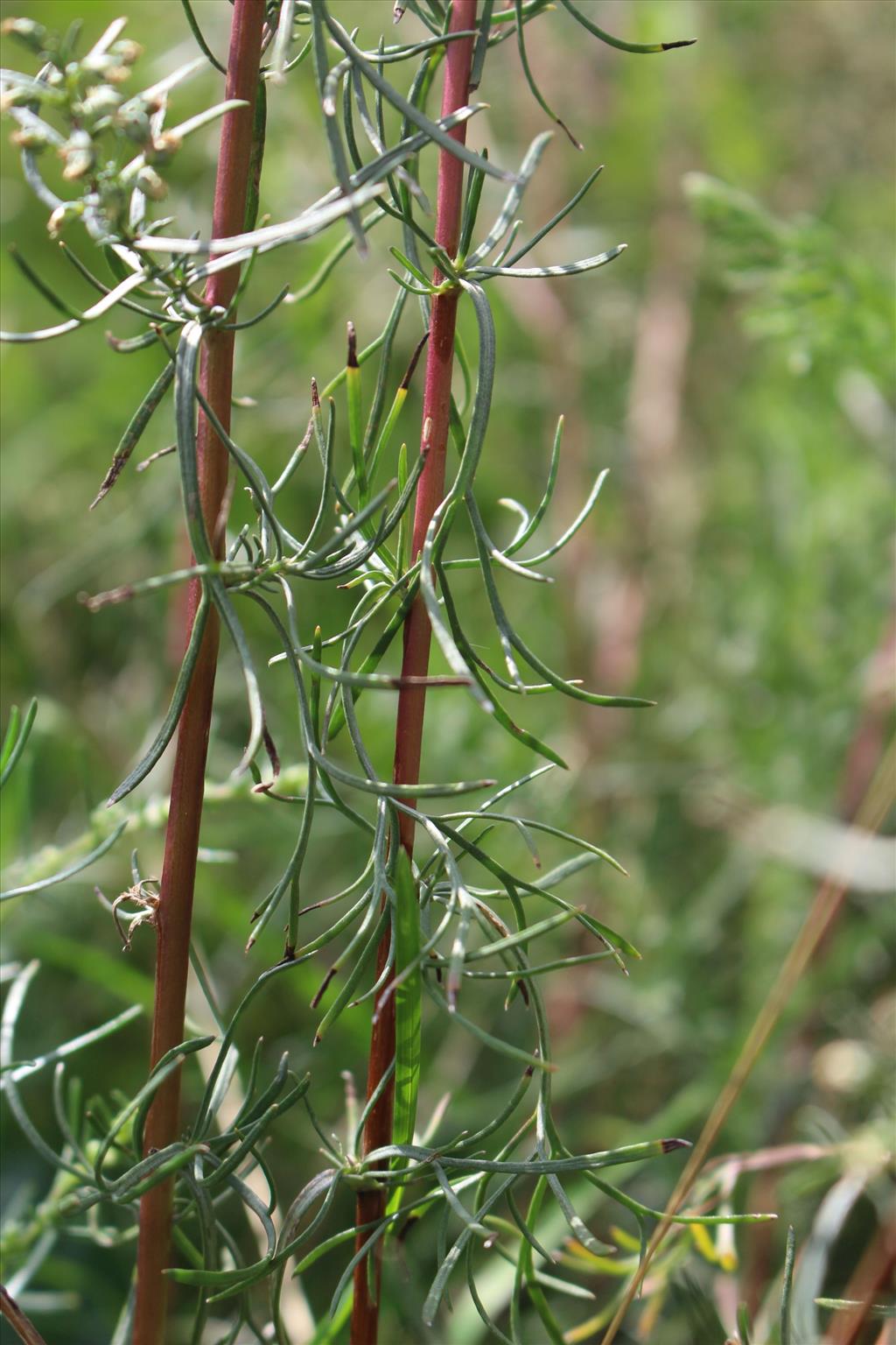 Artemisia campestris subsp. campestris (door Niels Eimers)