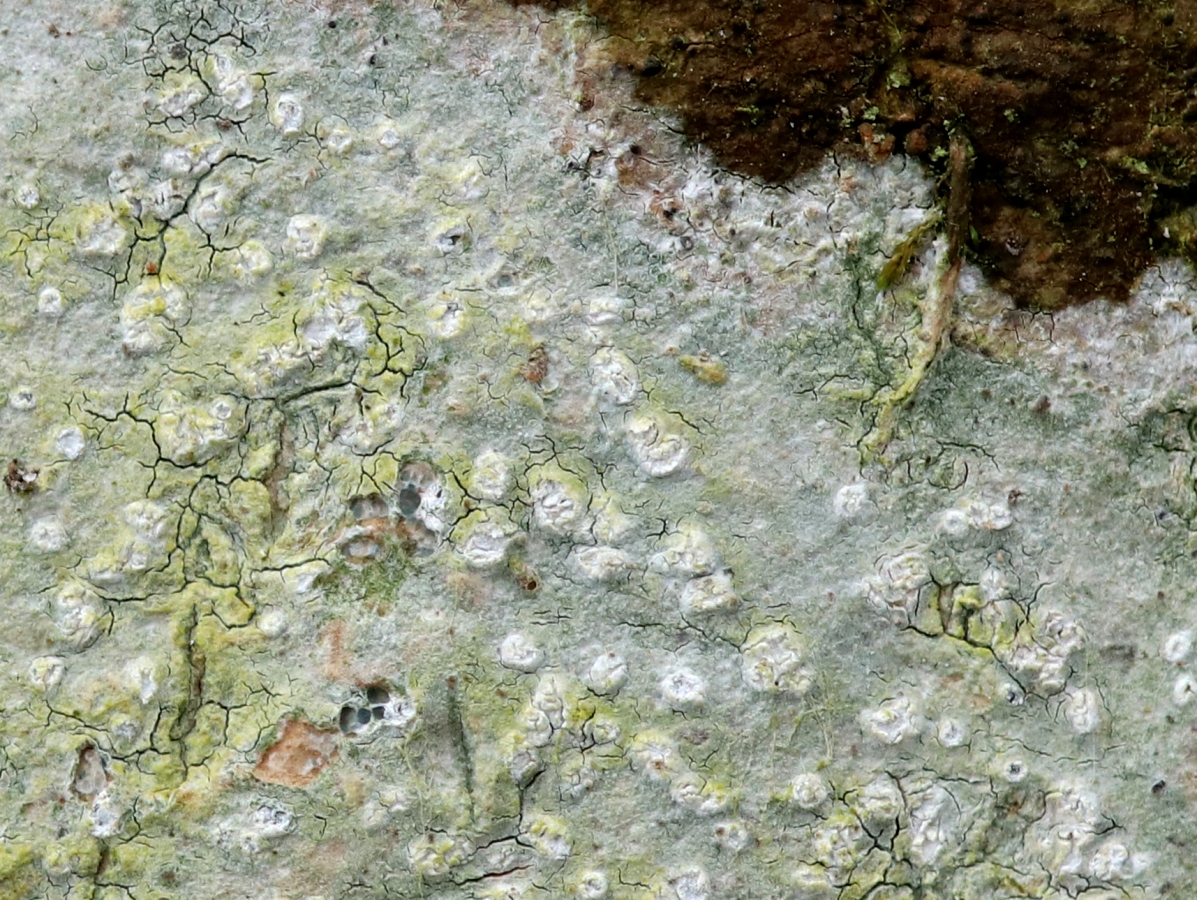 Phlyctis agelaea (door Ruud van Middelkoop)