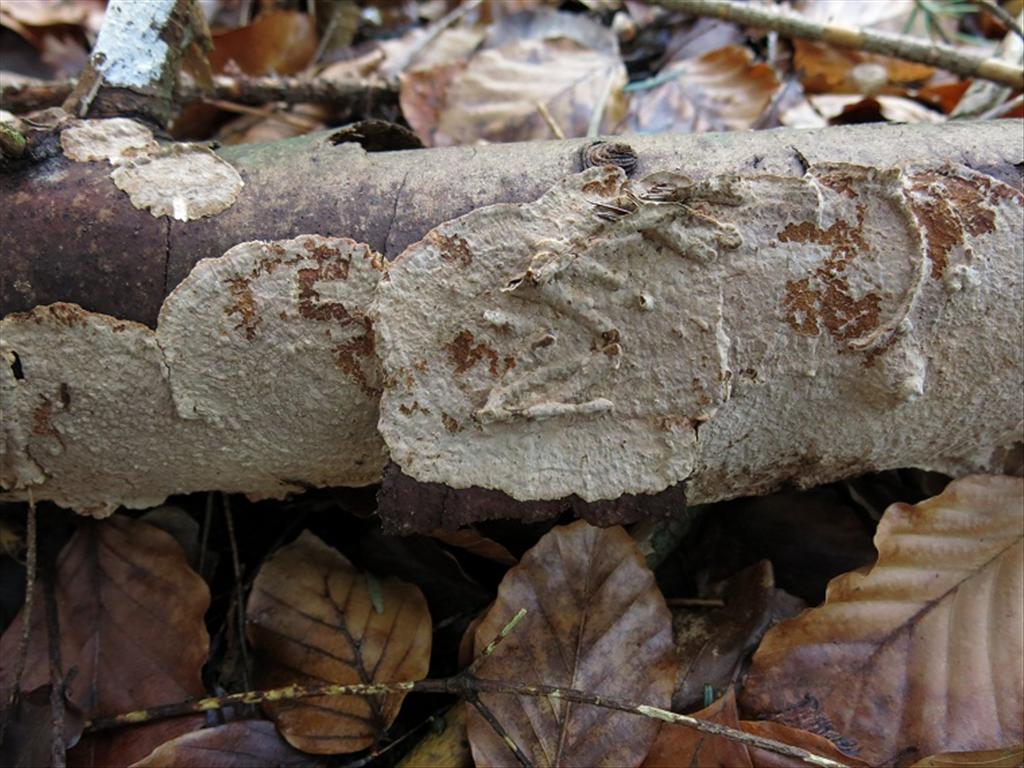 Amylostereum chailletii (door Riet van Oosten)