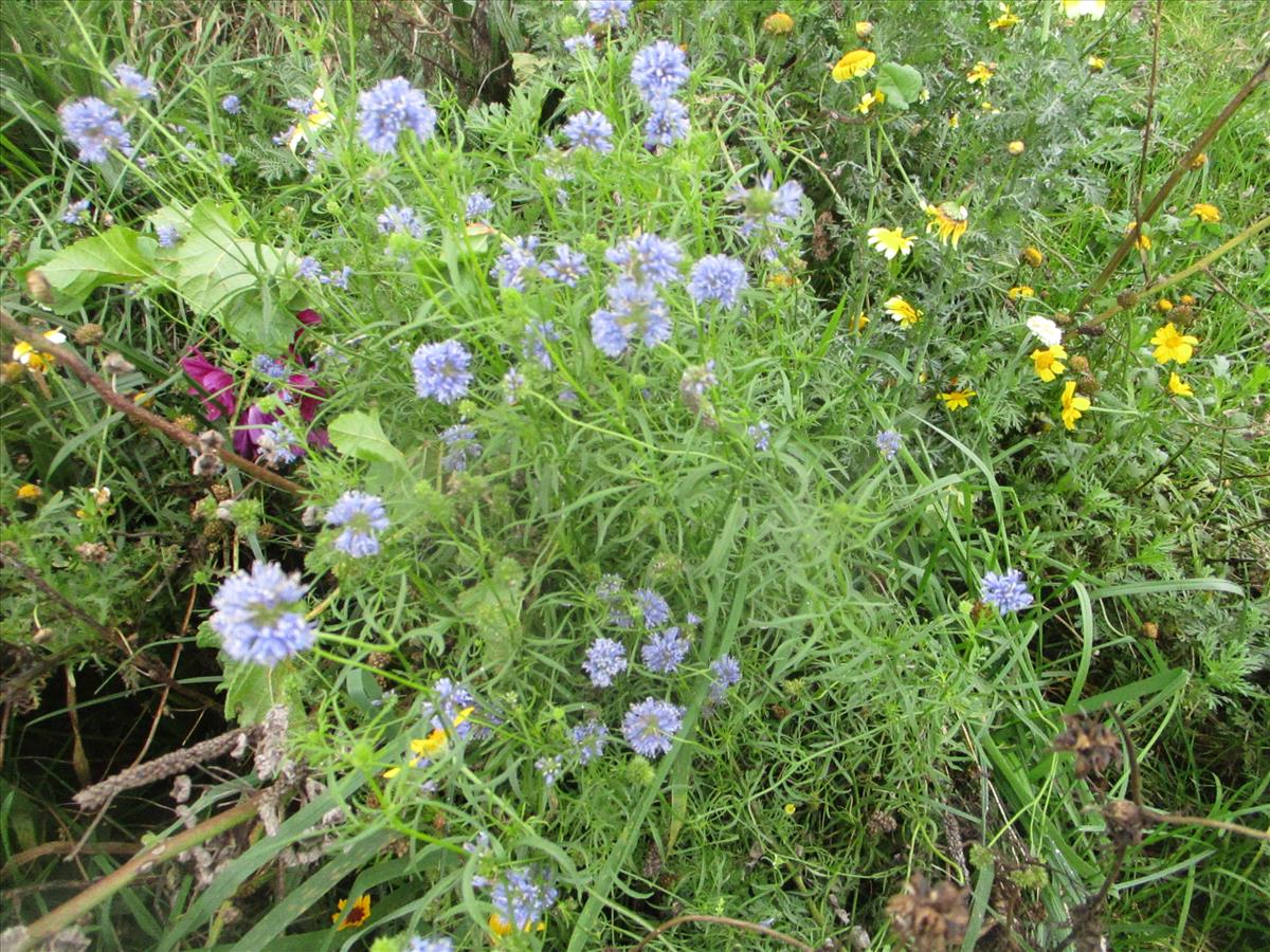 Gilia capitata (door Toon Verrijdt)