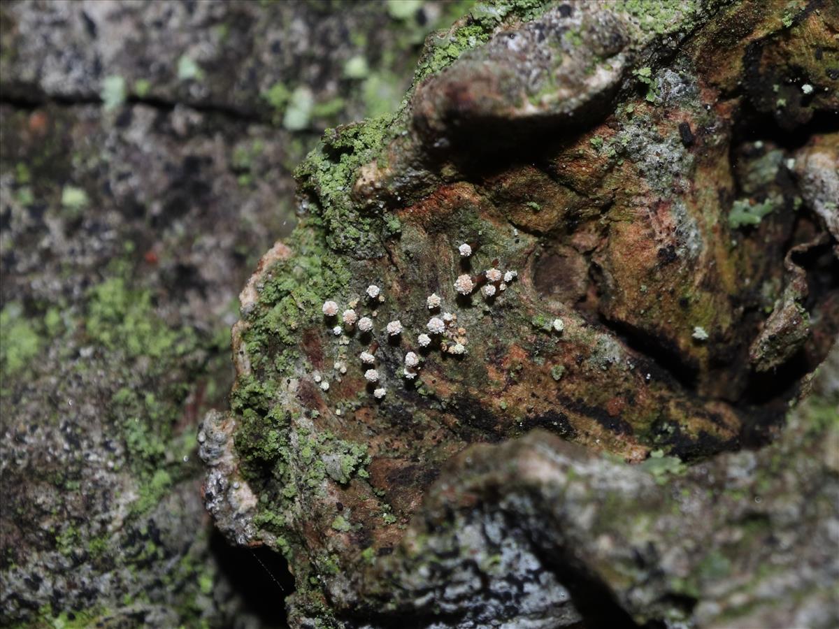Sclerophora peronella (door Tom Schier)
