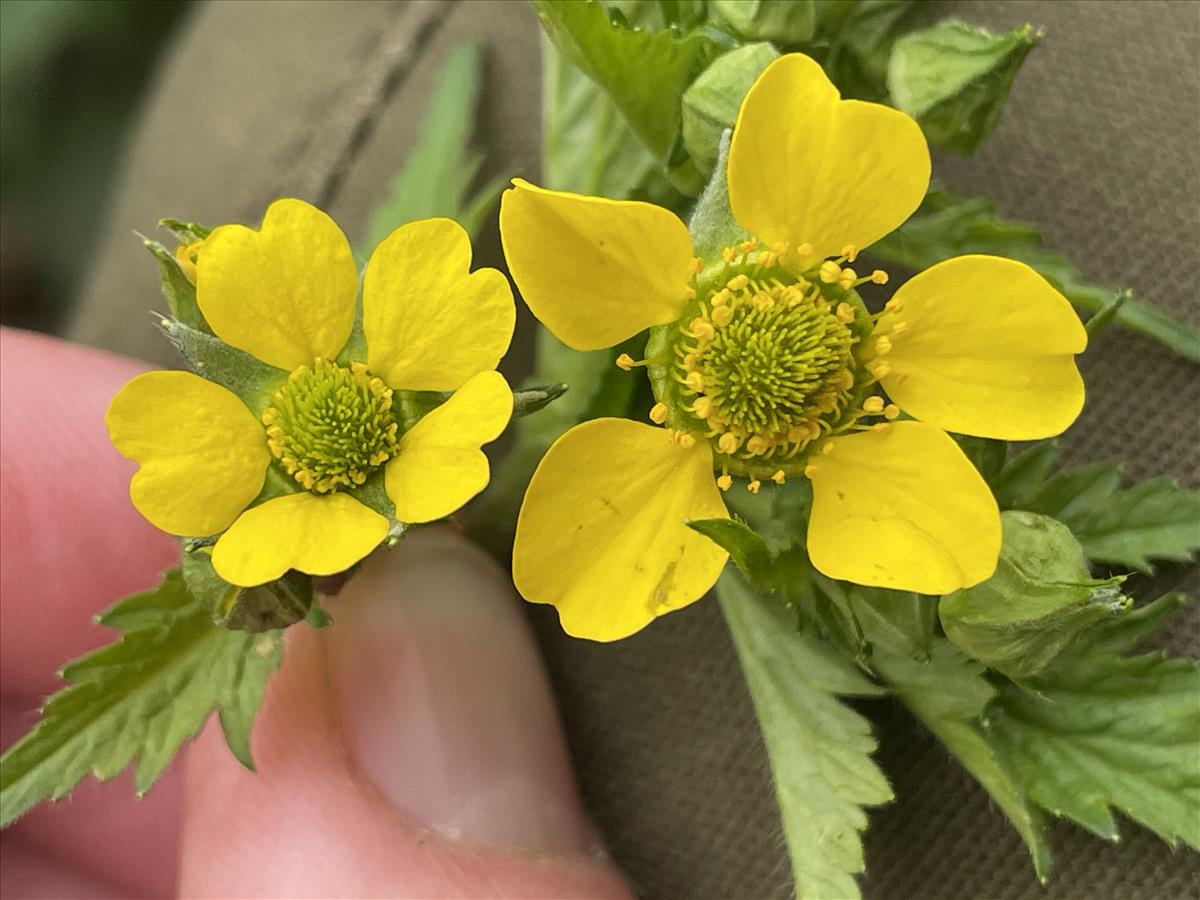 Geum macrophyllum (door Carleen de Graaf)