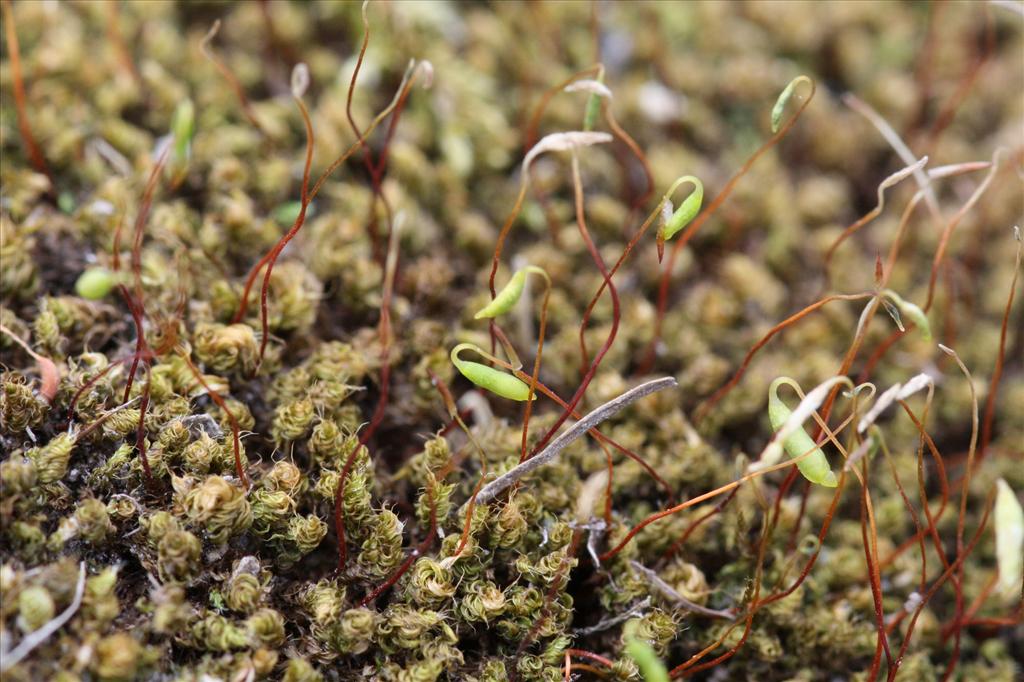 Bryum capillare (door Hans Meijer)