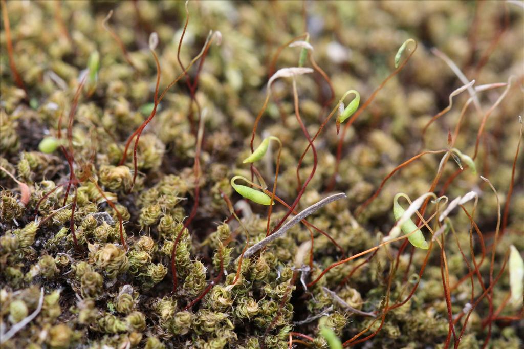 Bryum capillare (door Hans Meijer)