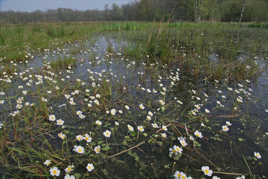 Ranunculus peltatus/penicillatus (door Jelle Hofstra)