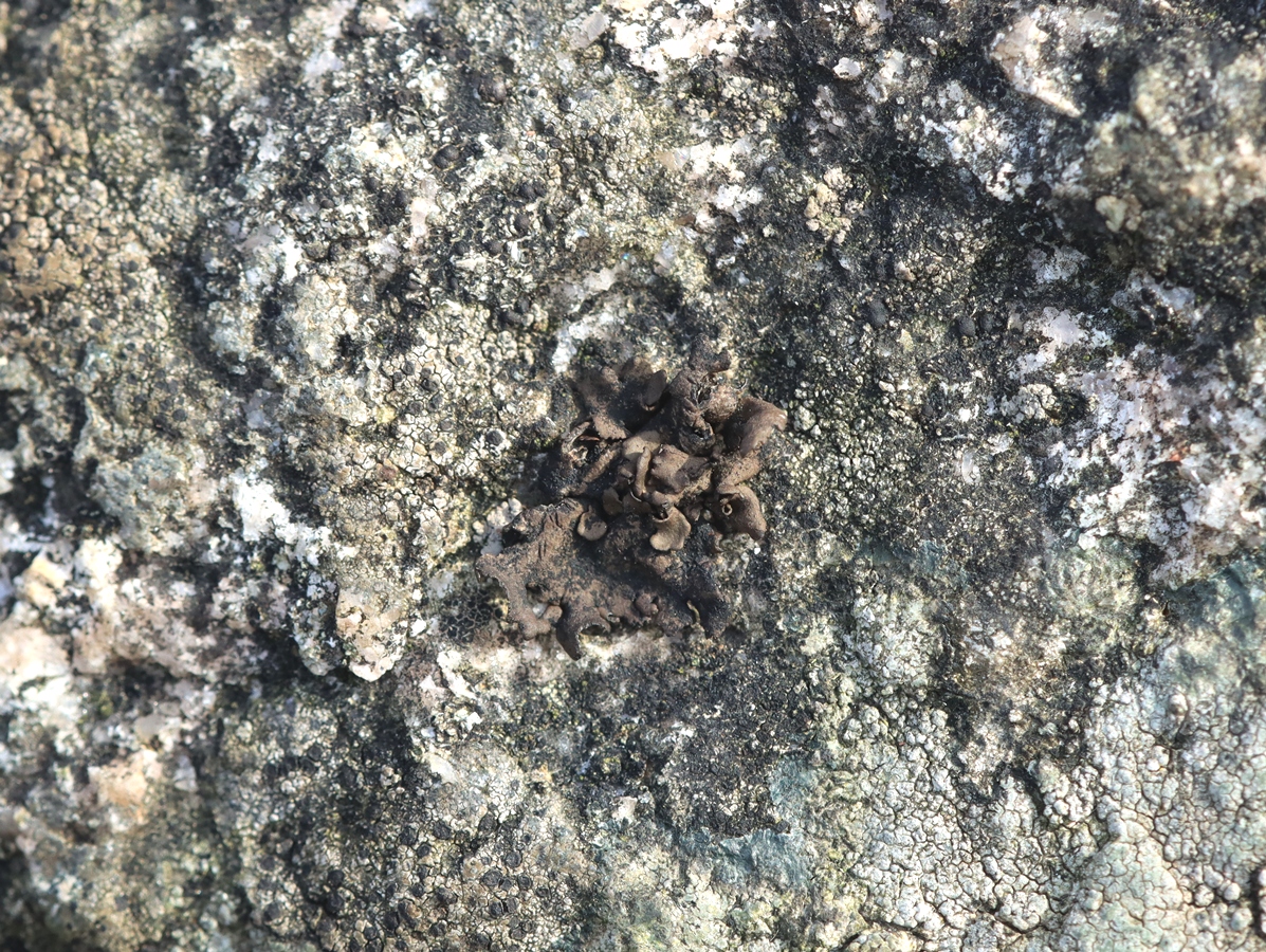 Umbilicaria polyphylla (door Ruud van Middelkoop)
