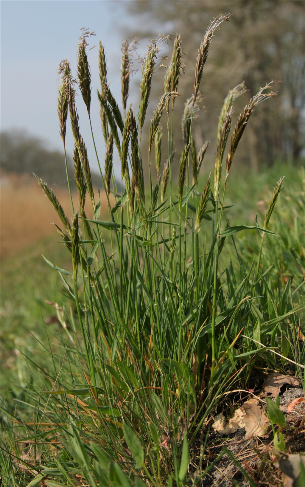 Anthoxanthum odoratum (door Jelle Hofstra)