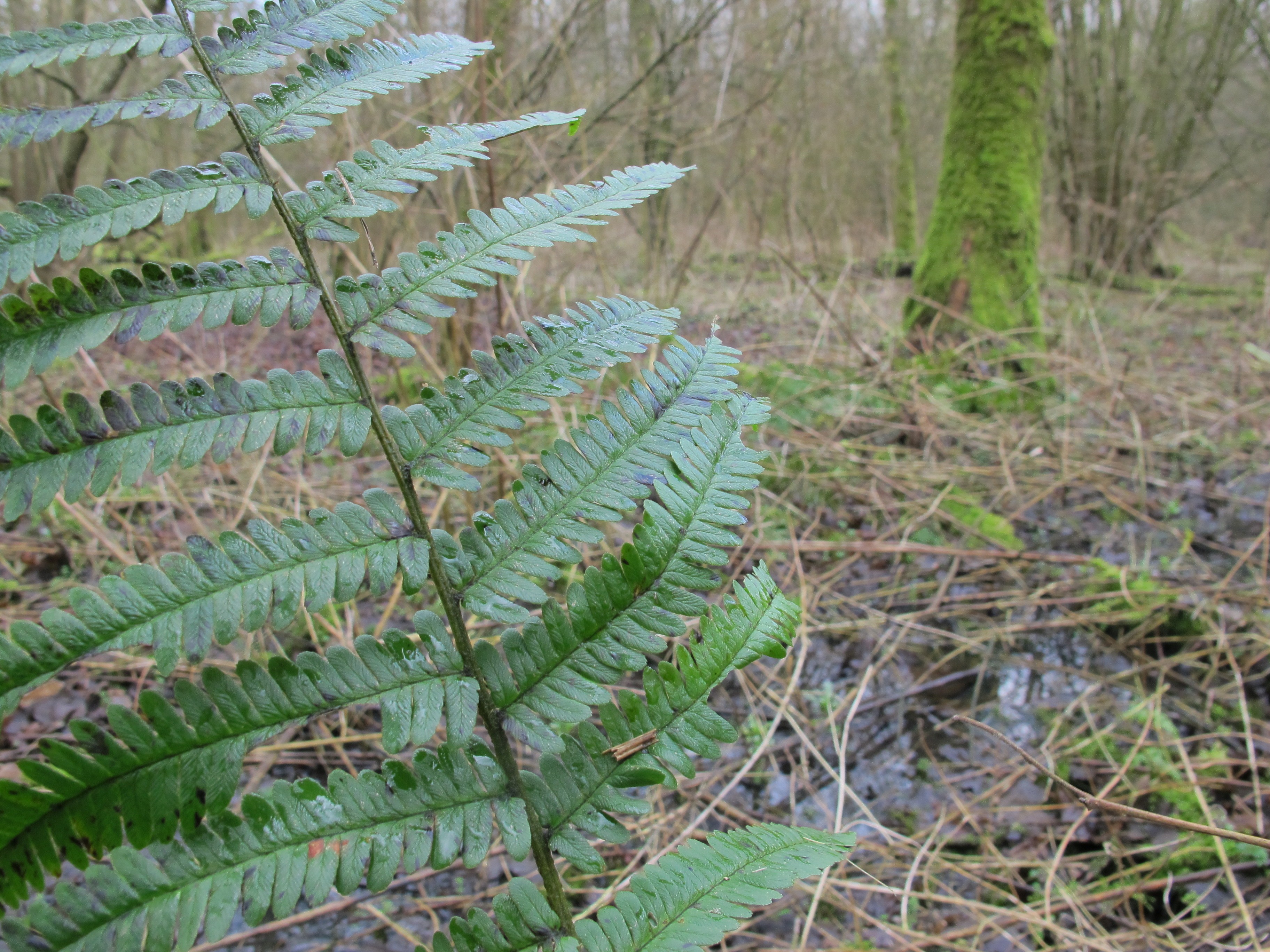 Dryopteris affinis subsp. pseudodisjuncta (door Sipke Gonggrijp)