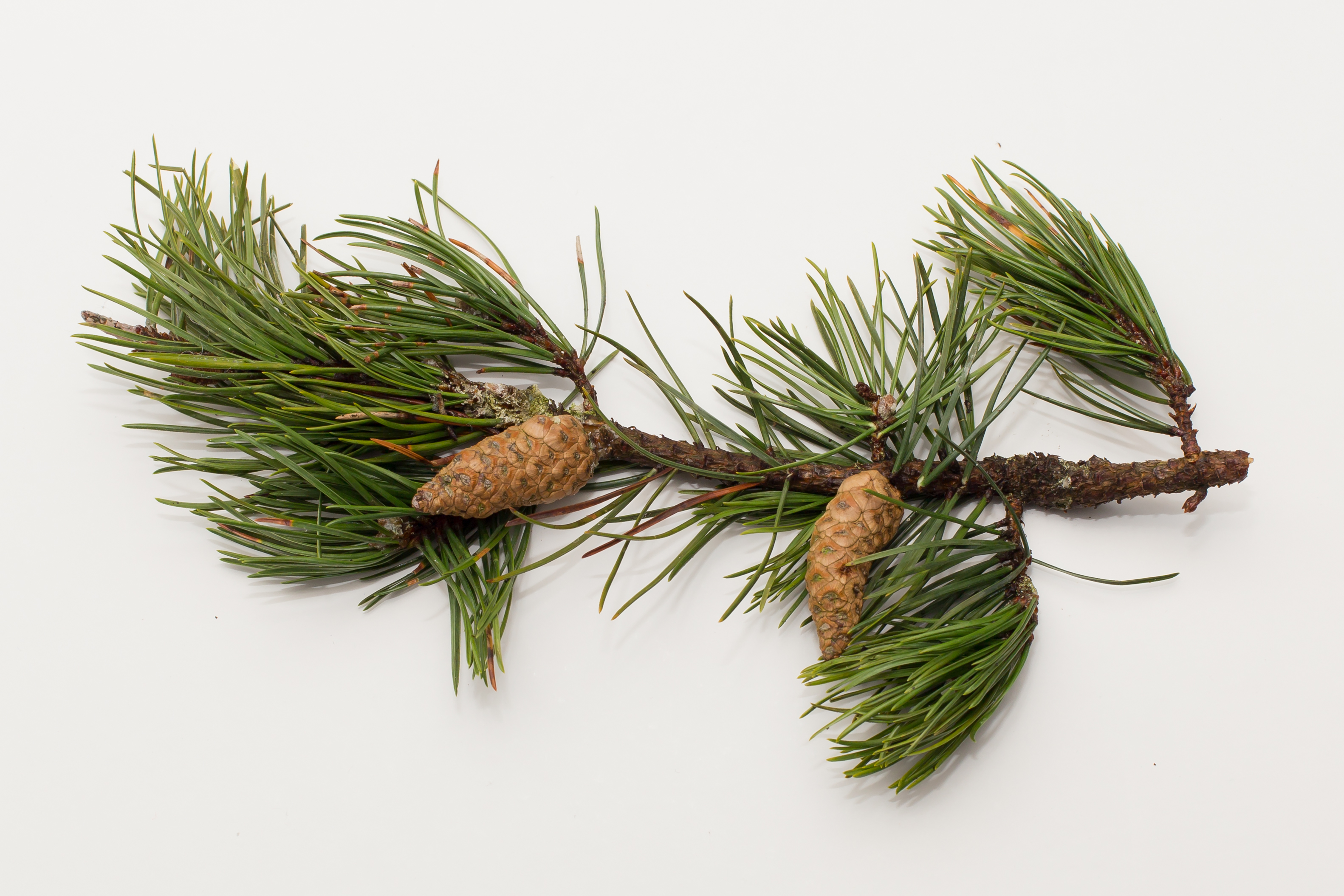 Pinus banksiana (door Bert Blok)
