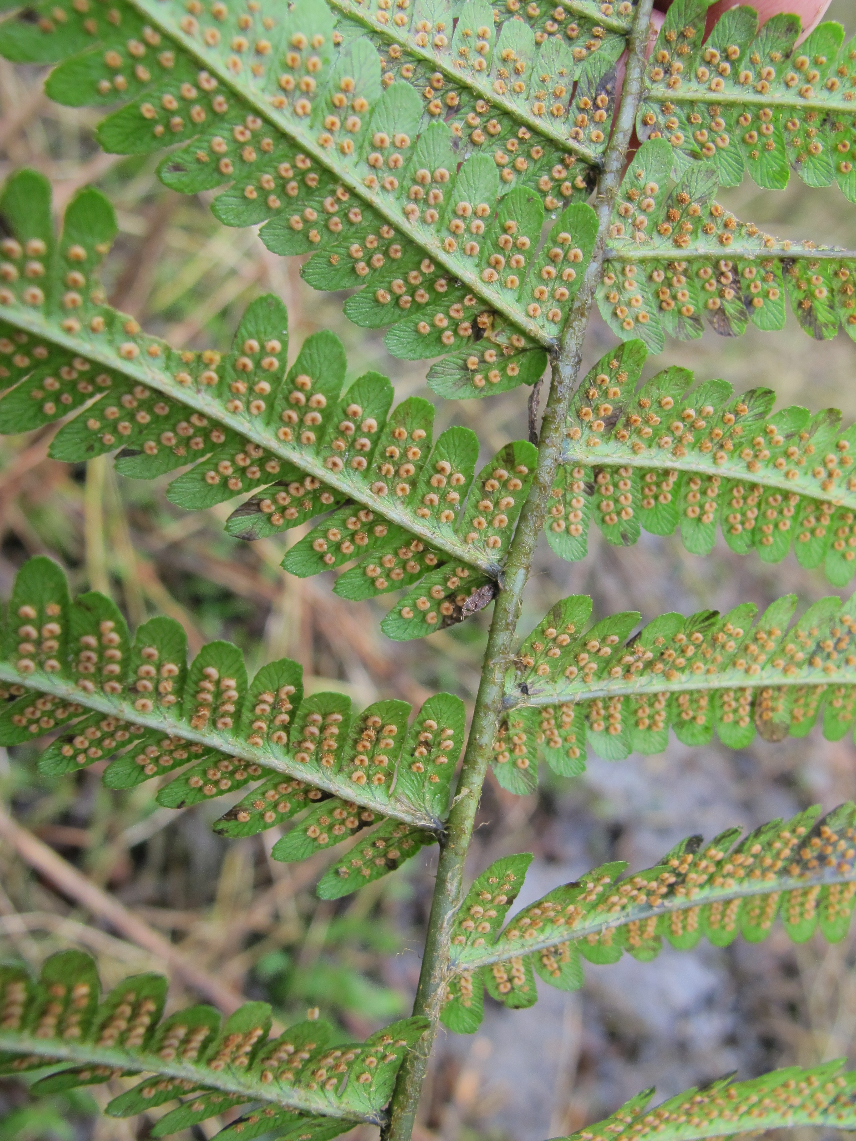 Dryopteris affinis subsp. pseudodisjuncta (door Sipke Gonggrijp)