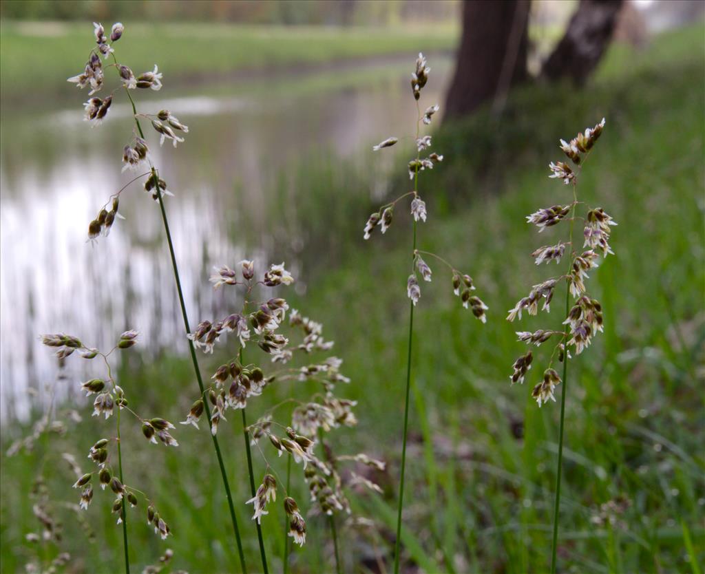 Anthoxanthum nitens (door Jelle Hofstra)