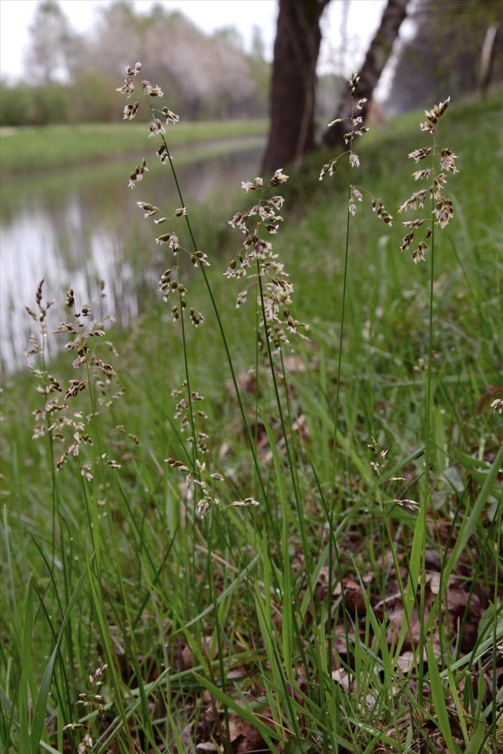 Anthoxanthum nitens (door Jelle Hofstra)