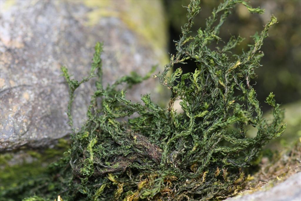 Cinclidotus fontinaloides (door Hans Meijer)