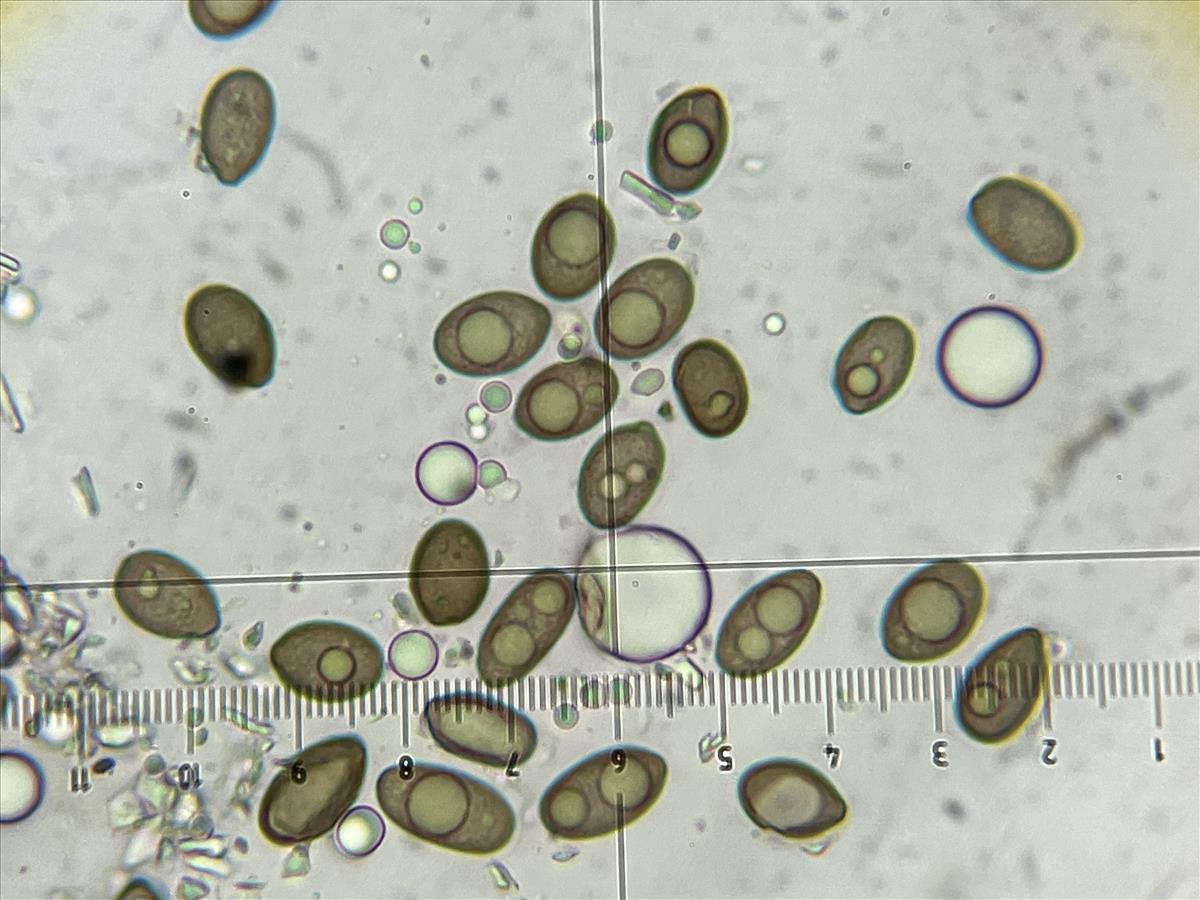 Juglanconis pterocaryae (door Eduard Osieck)