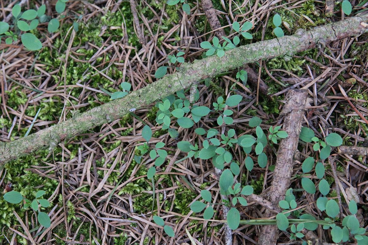 Ceratocapnos claviculata (door Stef van Walsum)