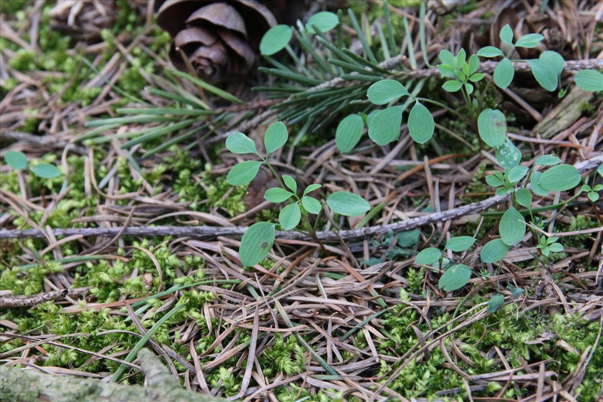 Ceratocapnos claviculata (door Stef van Walsum)
