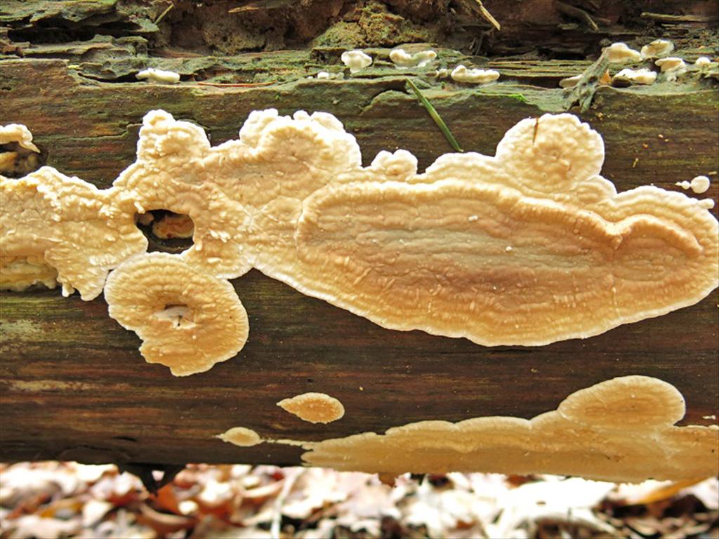 Dacryobolus karstenii (door Riet van Oosten)