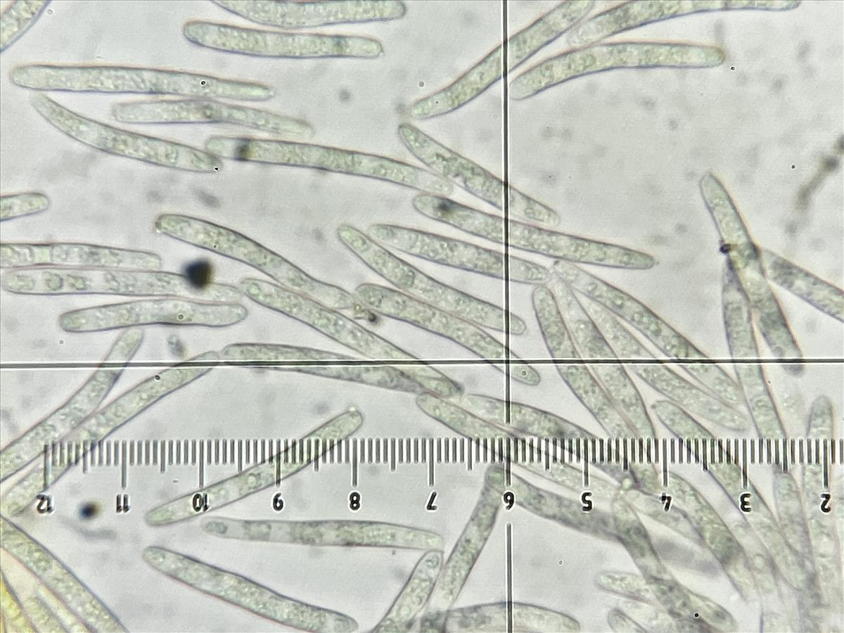 Sphaerulina cornicola (door Eduard Osieck)
