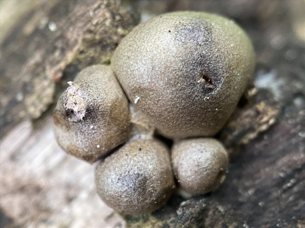 Lycogala olearium (door Brigitte Bloem)