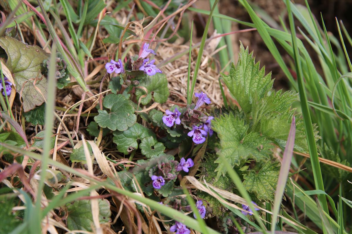 Glechoma hederacea (door Stef van Walsum)