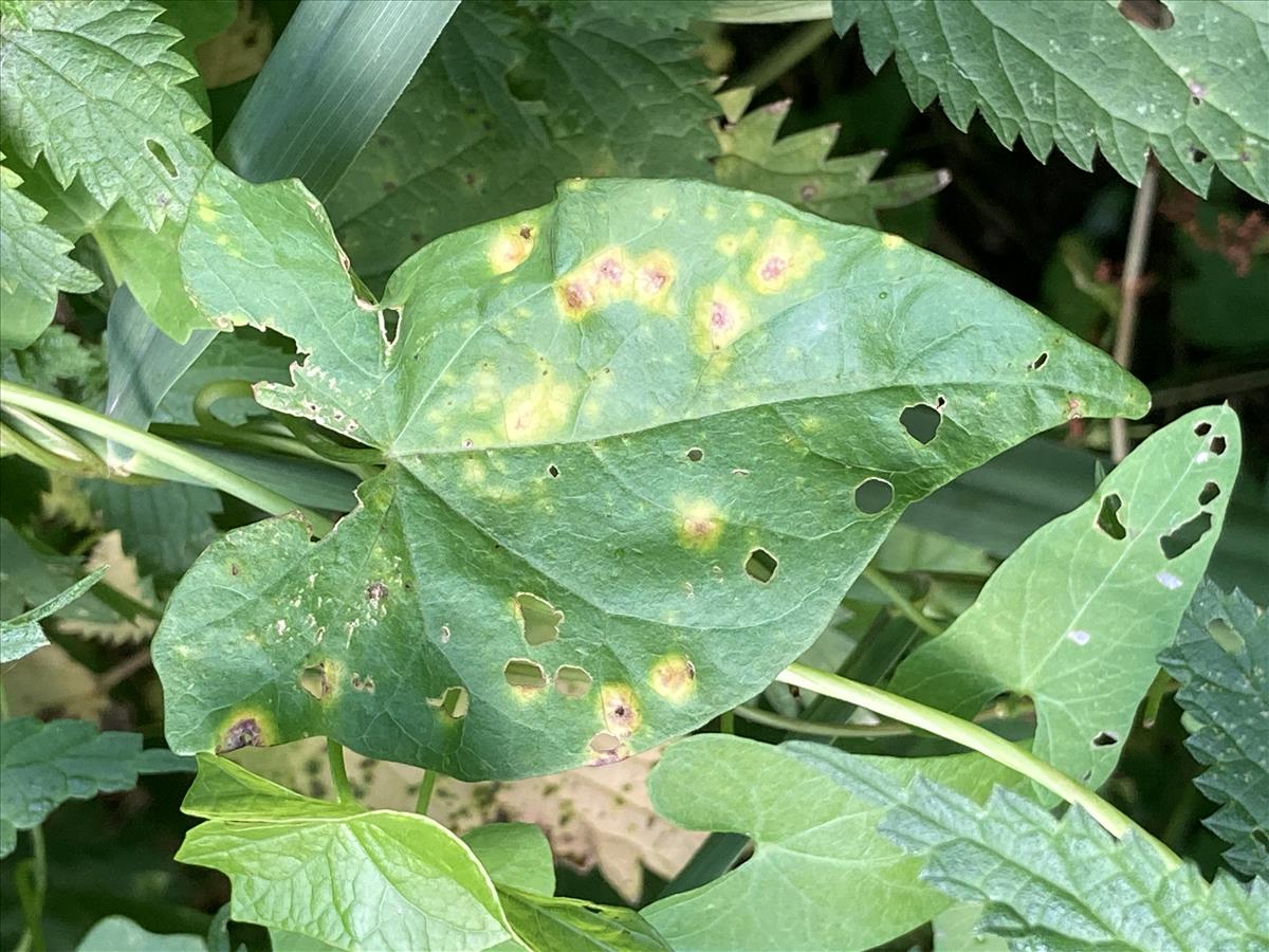 Puccinia convolvuli (door Eduard Osieck)