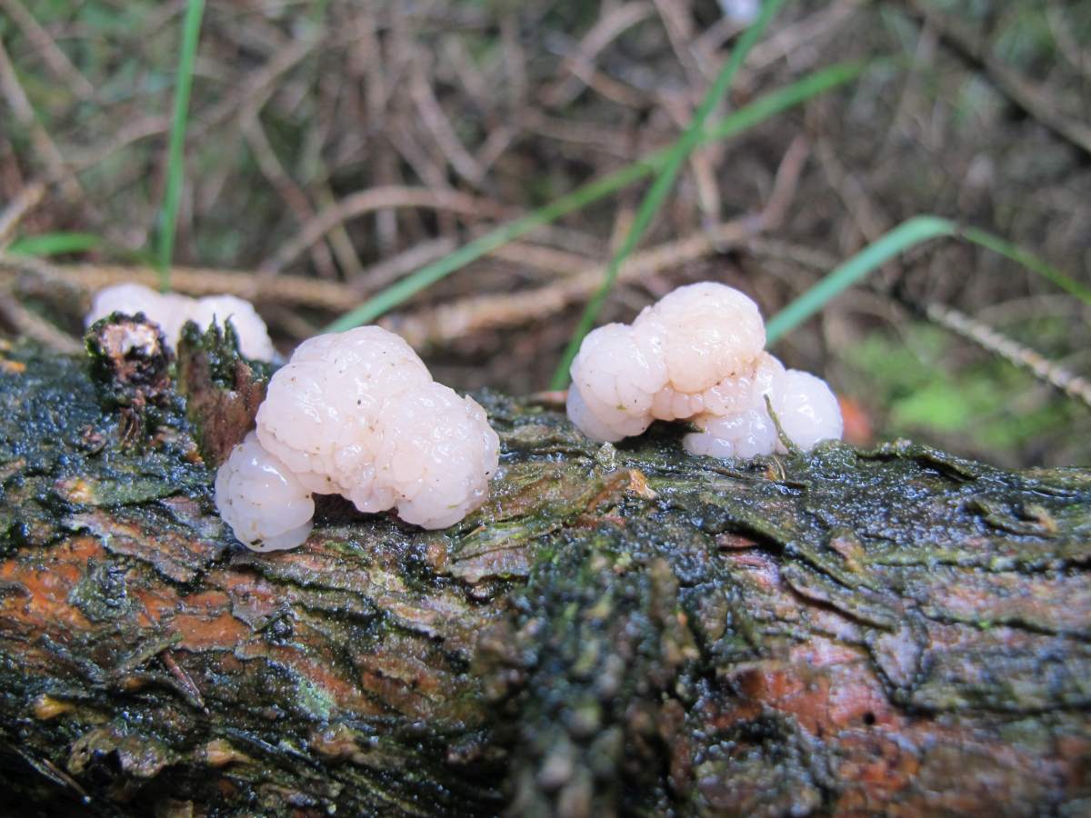 Tremella encephala (door Marian Jagers)