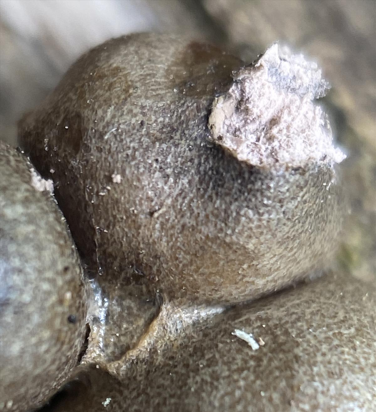 Lycogala olearium (door Brigitte Bloem)