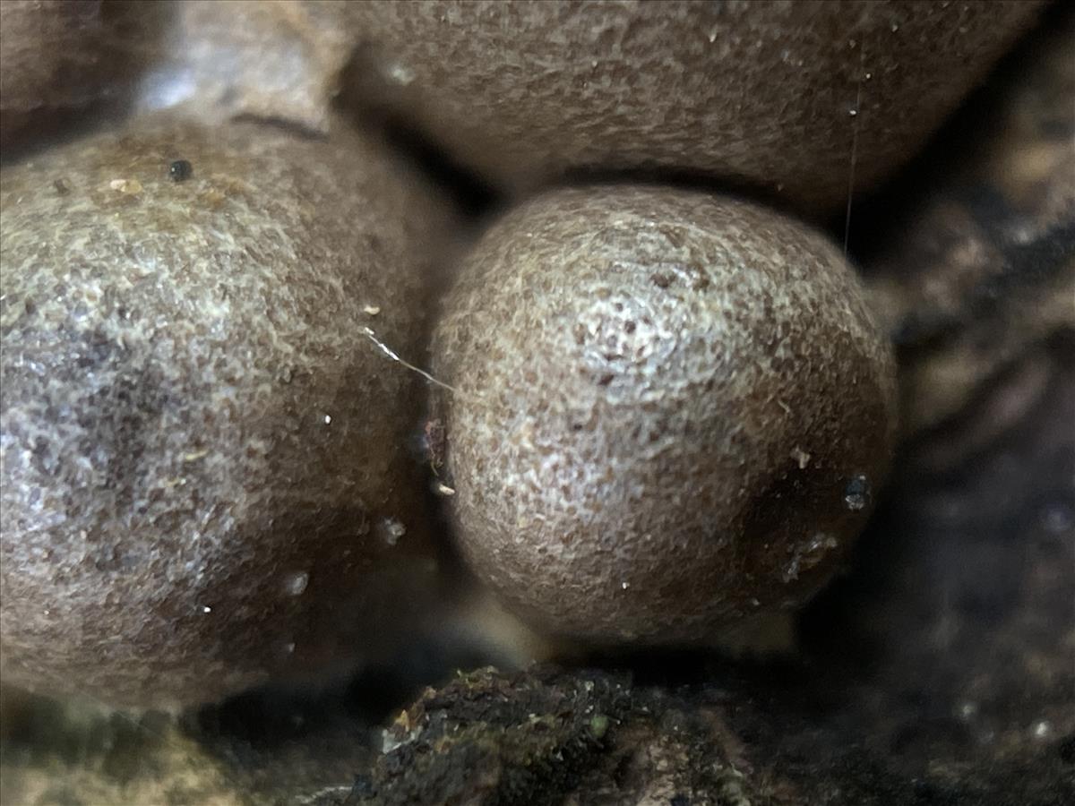 Lycogala olearium (door Brigitte Bloem)