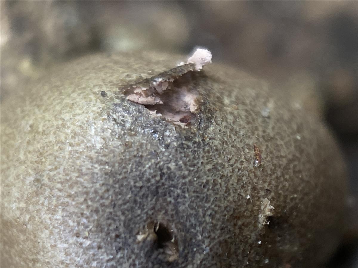 Lycogala olearium (door Brigitte Bloem)