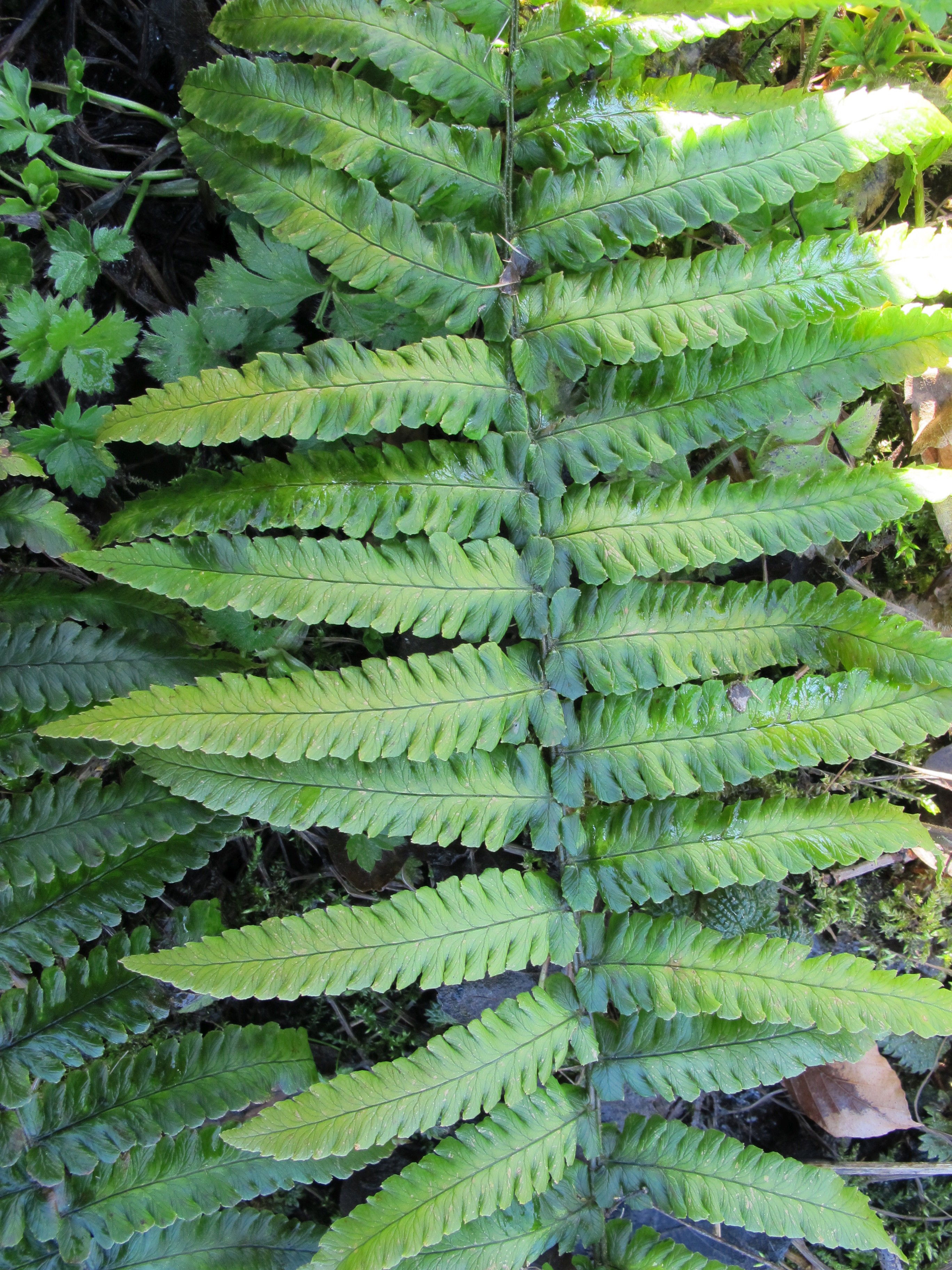 Dryopteris x yasuhikoana (door Sipke Gonggrijp)